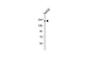 Anti-RICTOR Antibody (Center)at 1:2000 dilution + HepG2 whole cell lysates Lysates/proteins at 20 μg per lane. (RICTOR 抗体  (AA 1068-1102))