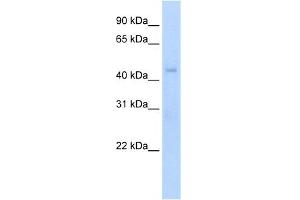 WB Suggested Anti-Rgs7 Antibody Titration:  5. (RGS7 抗体  (N-Term))