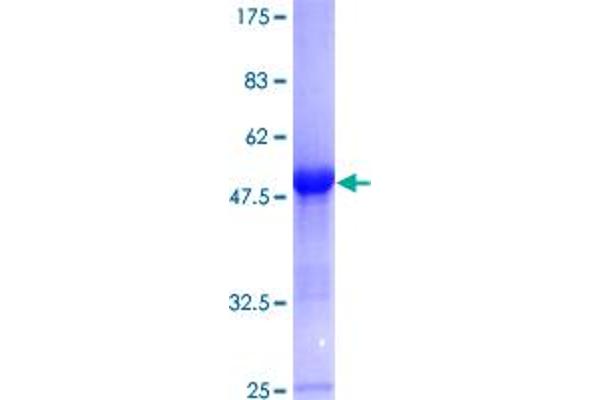 GLO1 Protein (AA 1-184) (GST tag)