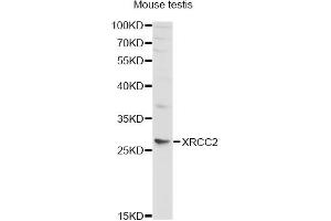Western blot analysis of extracts of mouse testis, using XRCC2 antibody (ABIN5970910) at 1/1000 dilution. (XRCC2 抗体)
