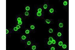 Immunofluorescence (IF) image for anti-CD4 (CD4) antibody (Alexa Fluor 488) (ABIN2657423) (CD4 抗体  (Alexa Fluor 488))