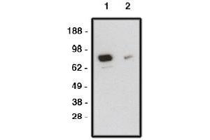 Image no. 1 for anti-Smoothened Homolog (Drosophila) (SMO) antibody (ABIN4620362) (SMO 抗体)