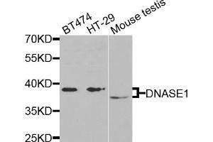 Western blot analysis of extracts of various cell lines, using DNASE1 antibody (ABIN1872310) at 1:1000 dilution. (DNASE1 抗体)