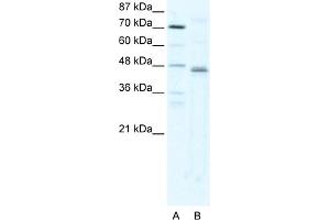 WB Suggested Anti-ZFP1 Antibody Titration:  2. (Zfp-1 抗体  (N-Term))