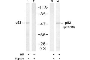 Image no. 1 for anti-Tumor Protein P53 (TP53) (pThr18) antibody (ABIN319214) (p53 抗体  (pThr18))