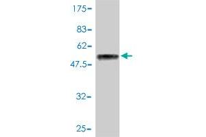 Western Blot detection against Immunogen (51. (HSF2 抗体  (AA 1-230))