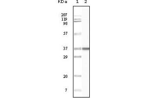 Western blot analysis using BLK mouse mAb against truncated BLK recombinant protein. (BLK 抗体)