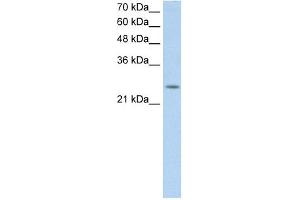 C5ORF4 antibody used at 0. (C5ORF4 抗体  (N-Term))