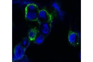 Confocal immunofluorescence analysis of methanol-fixed HEK293 cells trasfected with EphB4-hIgGFc using EphB4 antibody (green), showing membrane localization. (EPH Receptor B4 抗体)