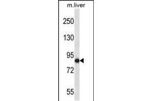 Western blot analysis in mouse liver tissue lysates (35ug/lane). (NEK5 抗体  (C-Term))