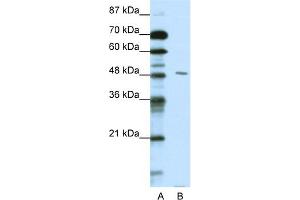 WB Suggested Anti-PBX2 Antibody Titration:  0. (PBX2 抗体  (N-Term))