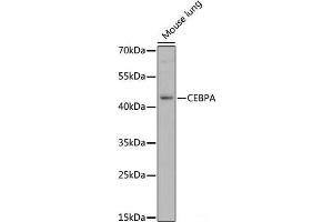 Western blot analysis of extracts of Mouse lung using CEBPA Polyclonal Antibody at dilution of 1:1000. (CEBPA 抗体)