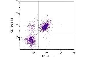 BALB/c mouse splenocytes were stained with Rat Anti-Mouse CD16/32-PE. (CD32/CD16 抗体  (PE))