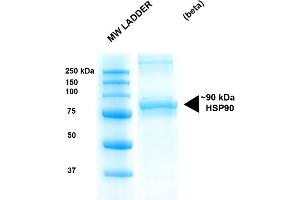 SDS-PAGE (SDS) image for Heat Shock Protein 90kDa alpha (Cytosolic), Class B Member 1 (HSP90AB1) (full length) (Active) protein (ABIN1686667)