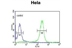 Flow Cytometry (FACS) image for anti-FYN Oncogene Related To SRC, FGR, YES (FYN) antibody (ABIN3003446) (FYN 抗体)