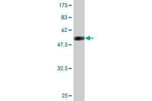 Western Blot detection against Immunogen (51. (TGIF2 抗体  (AA 1-237))