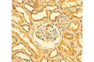 Immunohistochemistry of paraffin-embedded human kidney tissue using ABIN7154018 at dilution of 1:100 (GATD3A (AA 43-268) 抗体)