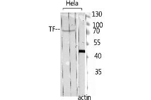 Western Blotting (WB) image for anti-Transferrin (TF) (C-Term) antibody (ABIN3187770) (Transferrin 抗体  (C-Term))