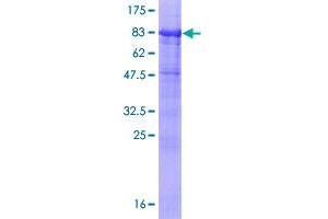 SLC3A2 Protein (AA 1-529) (GST tag)