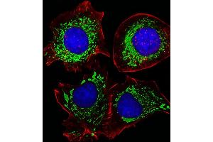 Fluorescent image of HepG2 cells stained with AK4 Antibody . (AK4 抗体  (AA 119-153))