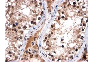 AP10059PU-N (2 µg/ml) staining of paraffin embedded Human Testis. (FOXI1 抗体  (C-Term))