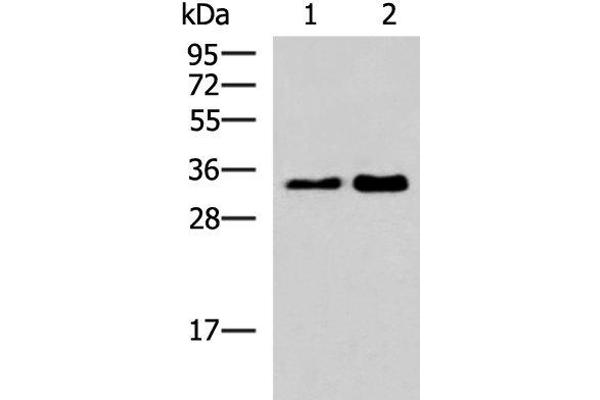 HNRNPA1L2 抗体