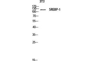 Western blot analysis of 3T3 lysate using SREBP-1 antibody. (SREBF1 抗体)