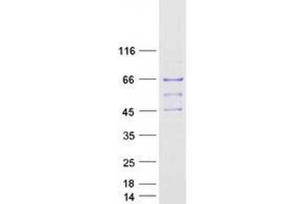 PEX14 Protein (Myc-DYKDDDDK Tag)