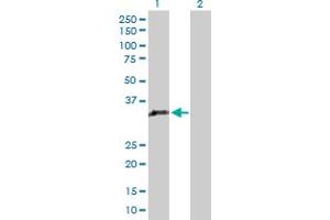 Western Blot analysis of GIMAP5 expression in transfected 293T cell line by GIMAP5 MaxPab polyclonal antibody. (GIMAP5 抗体  (AA 1-307))