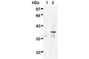 Western Blotting (WB) image for anti-ES1 Protein Homolog (AA 1-281), (full length), (N-Term) antibody (ABIN1449175) (ES1 Protein Homolog (AA 1-281), (full length), (N-Term) 抗体)