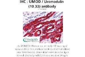 Image no. 1 for anti-Uromodulin (UMOD) antibody (ABIN1723177) (Uromodulin 抗体)