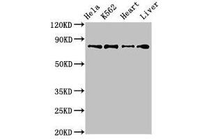 Western Blot Positive WB detected in: Hela whole cell lysate, K562 whole cell lysate, Mouse heart tissue, Rat liver tissue All lanes: RGL2 antibody at 3. (RGL2 抗体  (AA 145-328))