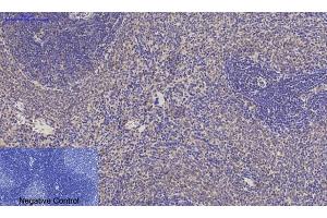 Immunohistochemical analysis of paraffin-embedded rat spleen tissue. (JAG1 抗体  (Internal Region))