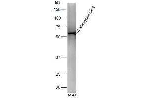 Western Blotting (WB) image for anti-Prostaglandin-Endoperoxide Synthase 2 (Prostaglandin G/H Synthase and Cyclooxygenase) (PTGS2) (AA 501-604) antibody (ABIN672471)