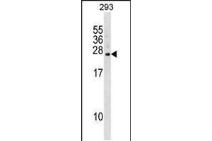 Western blot analysis in 293 cell line lysates (35ug/lane). (FKBP14 抗体  (C-Term))