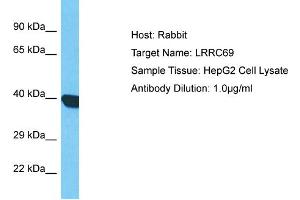Host: Rabbit Target Name: LRRC69 Sample Type: HepG2 Whole Cell lysates Antibody Dilution: 1. (LRRC69 抗体  (C-Term))
