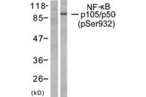 Western blot analysis of extracts from HeLa cells treated with CA+TNF 20ng/ml 10', using NF-kappaB p105/p50 (Phospho-Ser932) Antibody. (NFKB1 抗体  (pSer932))