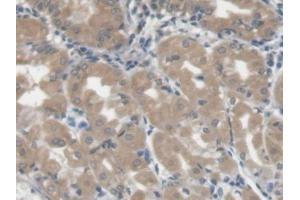 DAB staining on IHC-P; Samples: Human Stomach Tissue) (LGALS3BP 抗体  (AA 24-221))