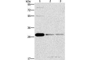 Western blot analysis of HepG2, Raji and 293T cell, using BCL10 Polyclonal Antibody at dilution of 1:950 (BCL10 抗体)