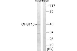 Western Blotting (WB) image for anti-Carbohydrate Sulfotransferase 10 (CHST10) (Internal Region) antibody (ABIN1850990) (CHST10 抗体  (Internal Region))