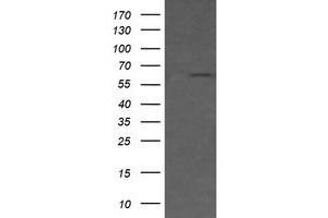 Image no. 1 for anti-CD19 Molecule (CD19) antibody (ABIN1497183) (CD19 抗体)