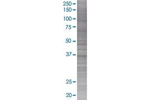 BYSL transfected lysate (BYSL 293T Cell Transient Overexpression Lysate(Denatured))