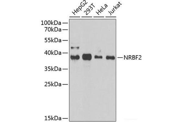 NRBF2 抗体