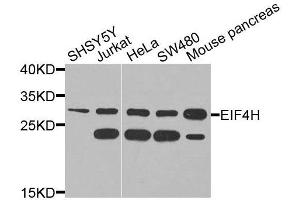 Western blot analysis of extracts of various cell lines, using EIF4H antibody (ABIN6003661) at 1/1000 dilution. (EIF4H 抗体)