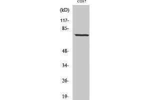 Western Blot analysis of COS7 cells using Netrin-1 Polyclonal Antibody diluted at 1:1000. (Netrin 1 抗体  (C-Term))