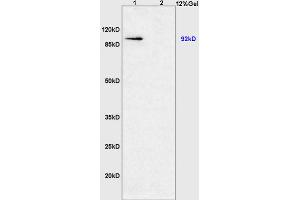 SDS-PAGE (SDS) image for anti-Hypoxia Inducible Factor 1, alpha Subunit (Basic Helix-Loop-Helix Transcription Factor) (HIF1A) (AA 341-450) antibody (ABIN672546)