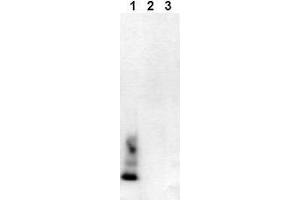 Western Blotting (WB) image for anti-Amyloid beta (Abeta) (AA 1-40), (C-Term), (N-Term) antibody (ABIN126719) (beta Amyloid 抗体  (C-Term, N-Term))