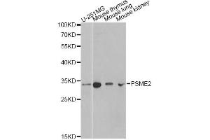 Western blot analysis of extracts of various cell lines, using PSME2 antibody. (PSME2 抗体)