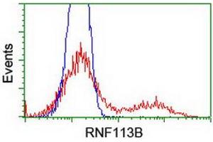 HEK293T cells transfected with either RC205407 overexpress plasmid (Red) or empty vector control plasmid (Blue) were immunostained by anti-RNF113B antibody (ABIN2455437), and then analyzed by flow cytometry. (RNF113B 抗体)