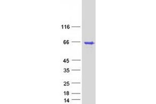 AVEN Protein (Myc-DYKDDDDK Tag)